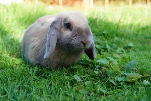 Ferie pasning af din kanin, marsvin eller hamster