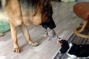 Hunde møder ved Vorre Dyrepension