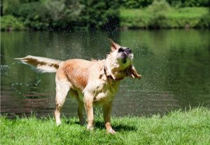 Bad og soignering af hund ved Vorre Dyrepension